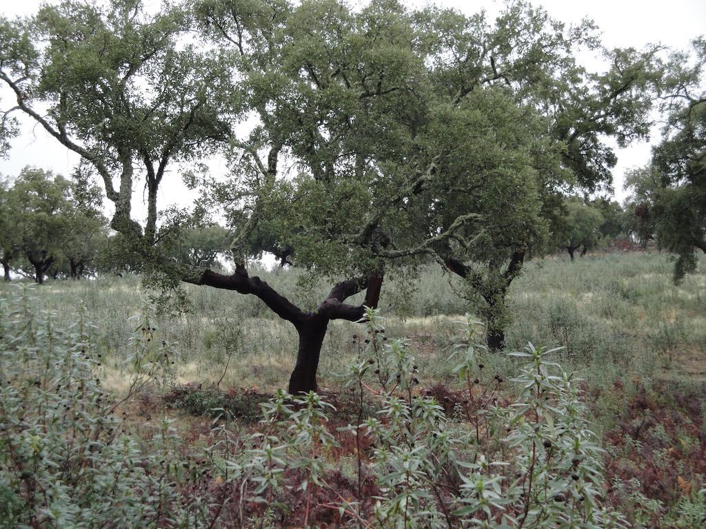 Casa Rural Sierra San Mamede La Codosera ภายนอก รูปภาพ