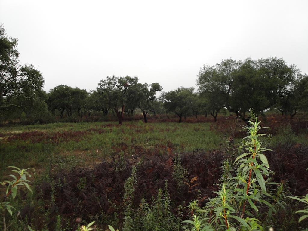 Casa Rural Sierra San Mamede La Codosera ภายนอก รูปภาพ
