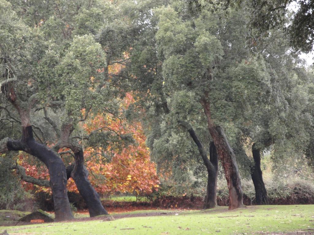 Casa Rural Sierra San Mamede La Codosera ภายนอก รูปภาพ