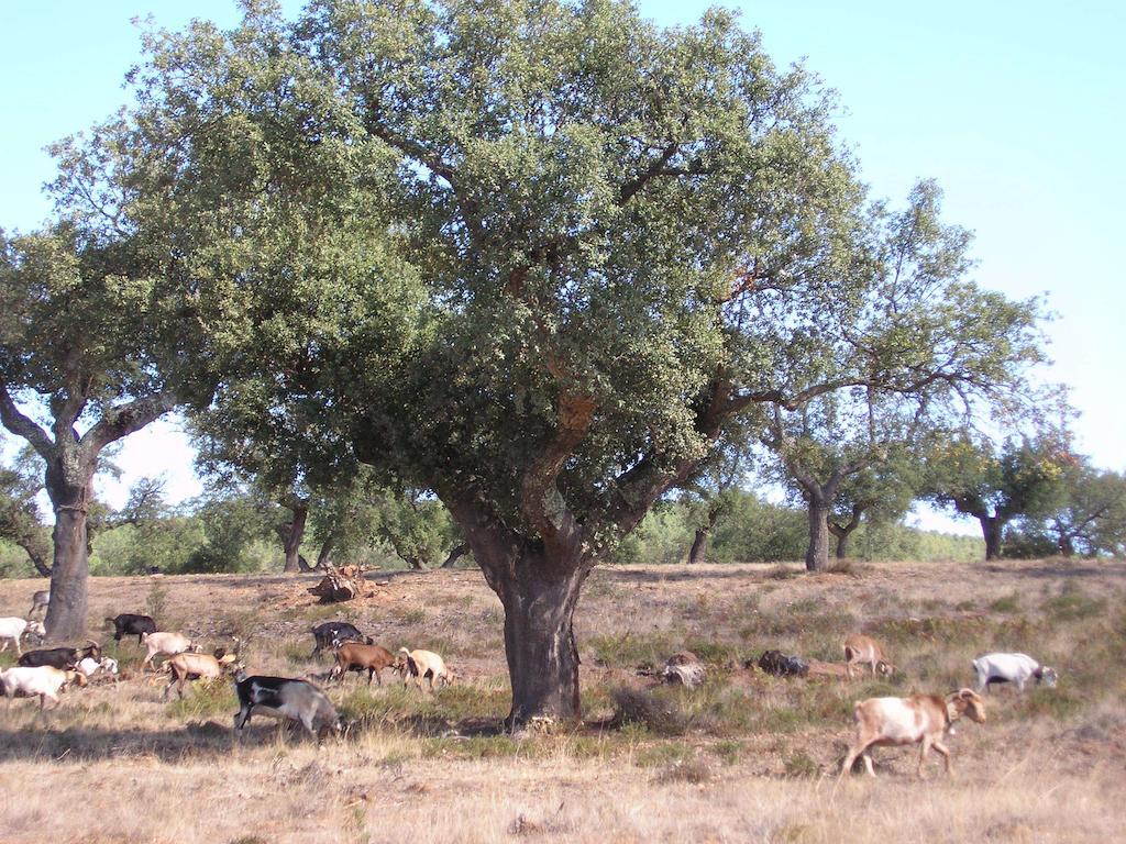 Casa Rural Sierra San Mamede La Codosera ภายนอก รูปภาพ