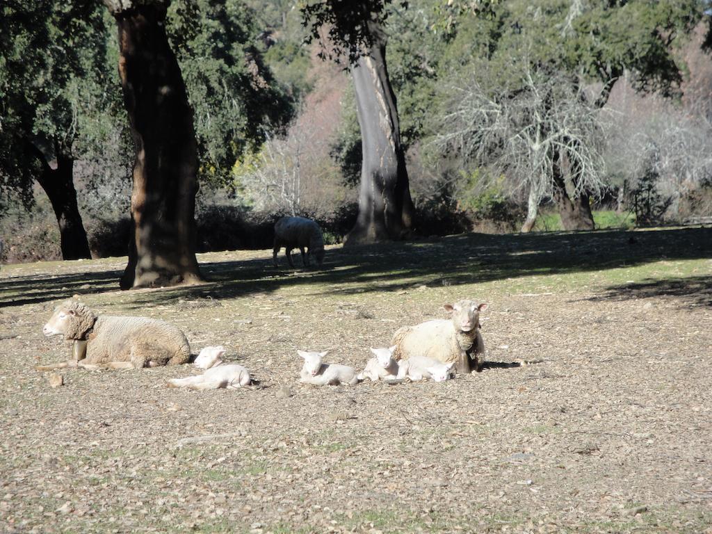 Casa Rural Sierra San Mamede La Codosera ภายนอก รูปภาพ