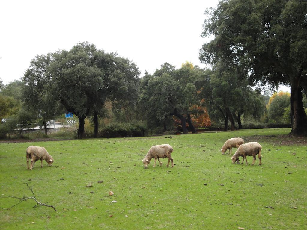 Casa Rural Sierra San Mamede La Codosera ภายนอก รูปภาพ