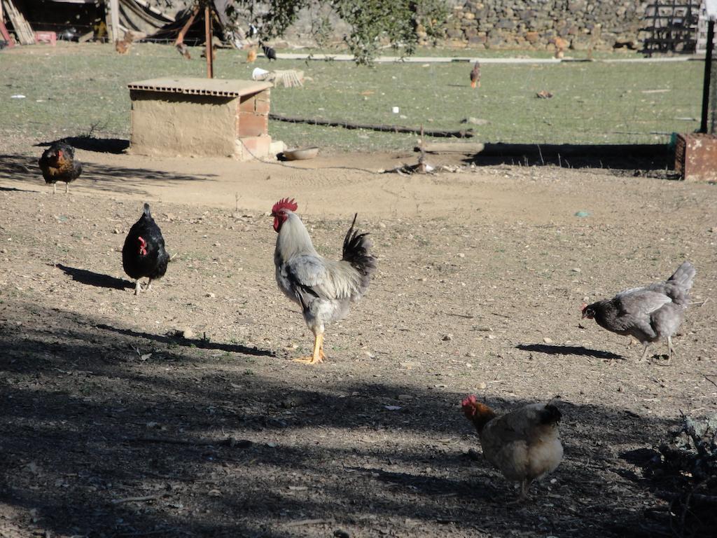 Casa Rural Sierra San Mamede La Codosera ภายนอก รูปภาพ