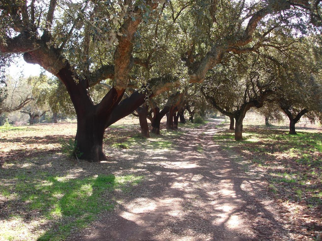 Casa Rural Sierra San Mamede La Codosera ภายนอก รูปภาพ